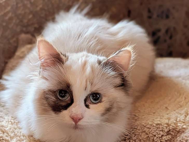 Chatonne Ragdoll super câline a vendre en Belgique