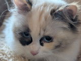 Chatonne Ragdoll super câline a vendre en Belgique