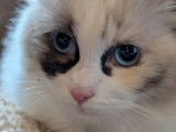Chatonne Ragdoll super câline a vendre en Belgique