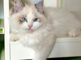 Adorables chatons Ragdoll avec pedigree à vendre