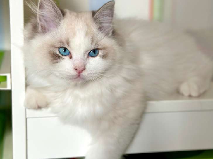 Adorables chatons Ragdoll avec pedigree à vendre