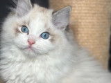 Adorables chatons Ragdoll avec pedigree à vendre