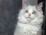 Adorables chatons Ragdoll avec pedigree à vendre