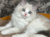 Adorables chatons Ragdoll avec pedigree à vendre