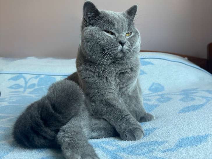 Mâle British Shorthair disponible pour saillie