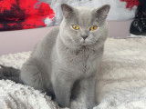 Mâle British Shorthair disponible pour saillie
