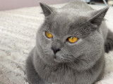 Mâle British Shorthair disponible pour saillie