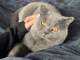 Mâle British Shorthair disponible pour saillie