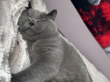Mâle British Shorthair disponible pour saillie