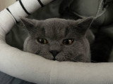 Mâle British Shorthair disponible pour saillie