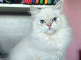 1 chaton femelle British Longhair LOOF à vendre