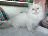 1 chaton femelle British Longhair LOOF à vendre