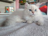 1 chaton femelle British Longhair LOOF à vendre