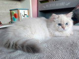 1 chaton femelle British Longhair LOOF à vendre