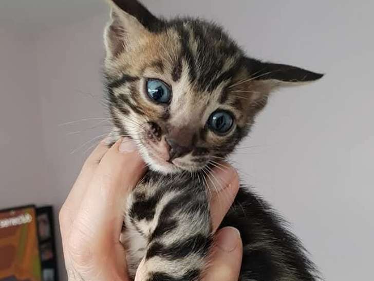 Chatons Bengal LOOF à vendre