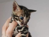 Chatons Bengal LOOF à vendre