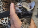 Chatons Bengal LOOF à vendre