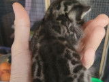 Chatons Bengal LOOF à vendre