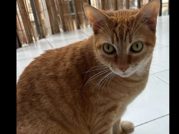 En attente d’adoption : chat au pelage roux