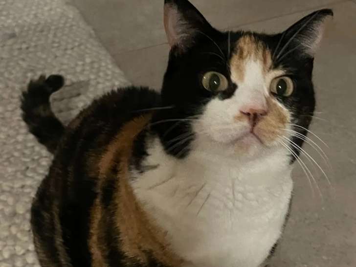 Prête pour l’adoption : chatte âgée de 7 ans