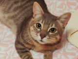 En attente d’un foyer : chat tigré gris