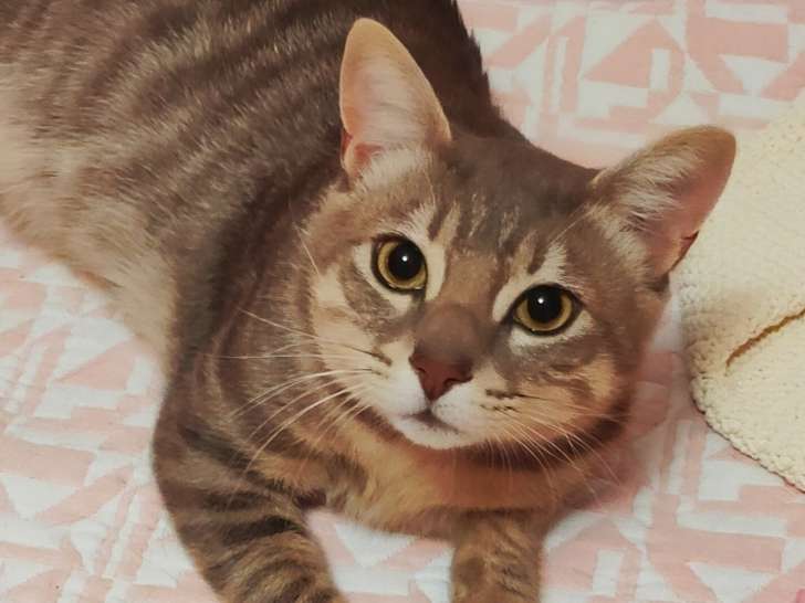 En attente d’un foyer : chat tigré gris
