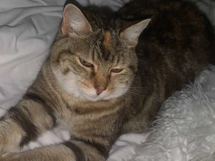 En quête d'un foyer : chatte de 11 ans