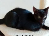 Adoption disponible : chaton mâle de 6 mois
