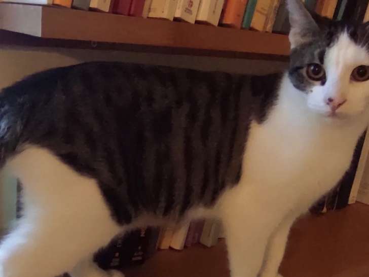 À la recherche d'un foyer : chaton mâle tigré blanc