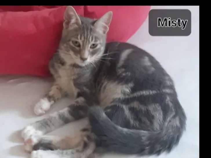 Chaton mâle gris et blanc à adopter