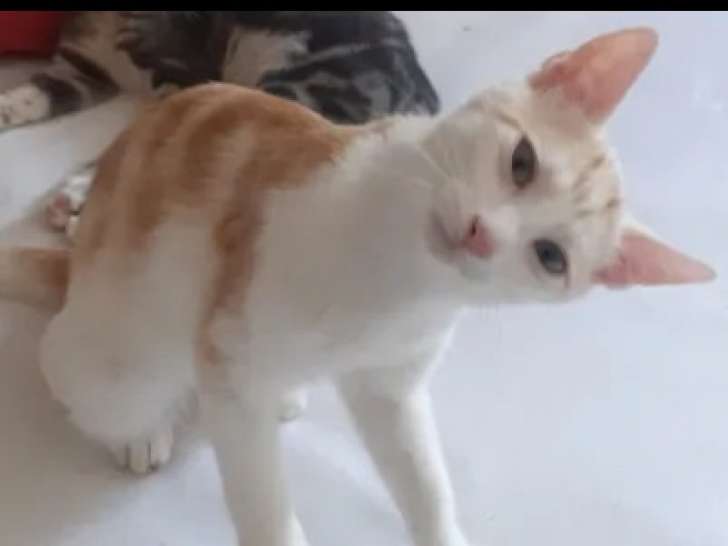 Chaton mâle crème disponible à l'adoption