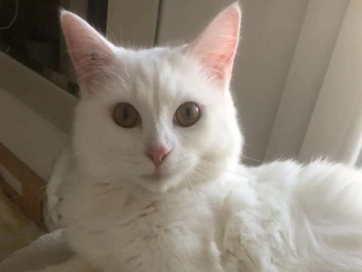 Chatonne blanche en attente d'adoption