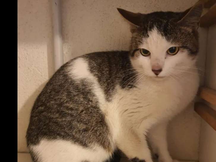 Chat gris et blanc en attente d’une famille