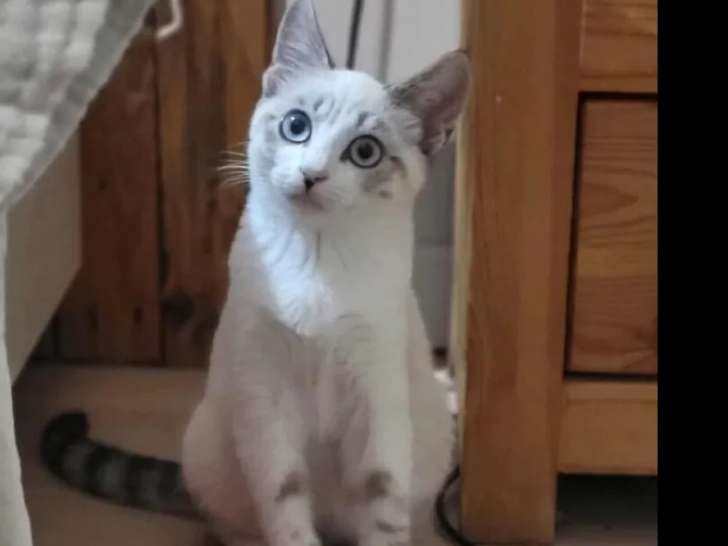 Chatonne grise et blanche à accueillir