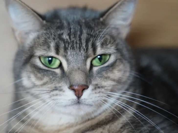 Chatte tigrée grise en que d'une famille