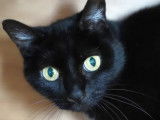 Adoption disponible : chatte noire