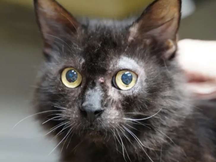 Chat de 10 ans à la recherche d’un foyer