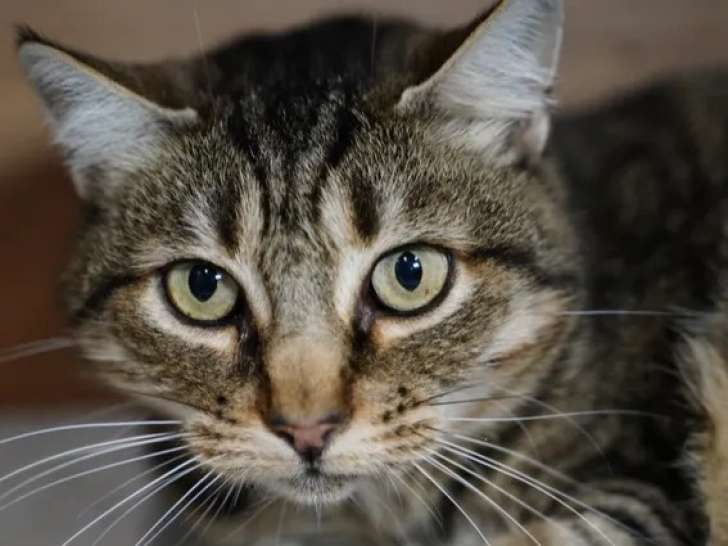 À adopter, chatte tigrée