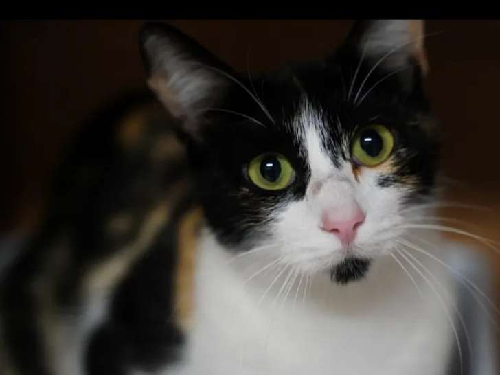 Disponible à l'adoption, chatte tricolore