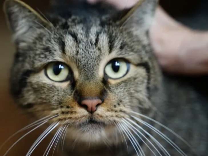En attente d'adoption, chat âgé de 6 ans