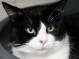 Prêt pour l’adoption, chat noir et blanc