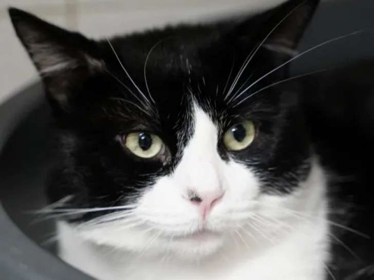 Prêt pour l’adoption, chat noir et blanc