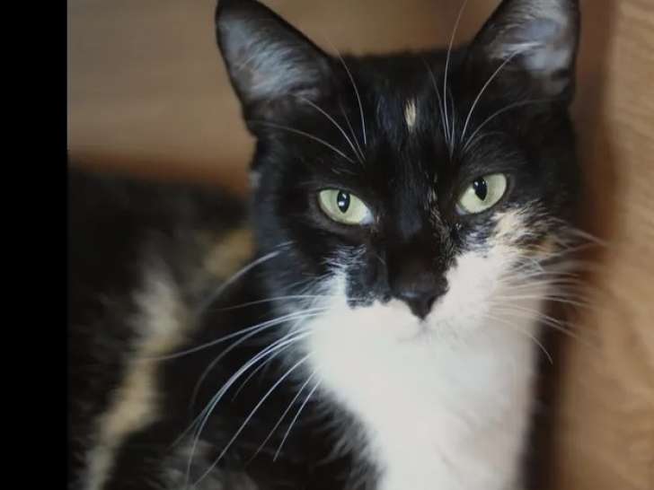 En attente d'une famille, chatte d'un an