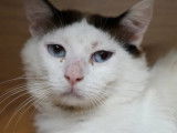 En quête d'un foyer, chat blanc avec marque noire