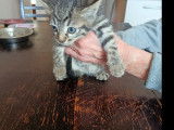 Adoption disponible : chaton mâle d'un mois