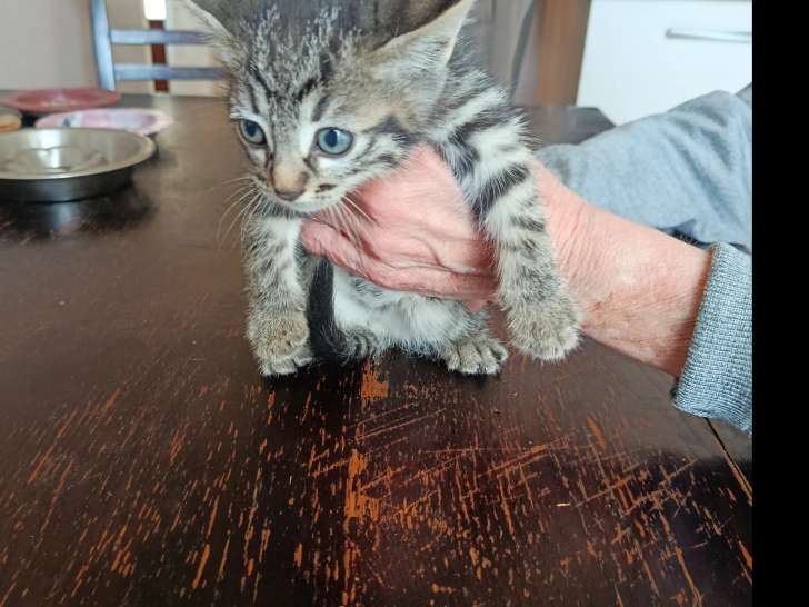 Adoption disponible : chaton mâle d'un mois