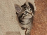 Adoption disponible : chaton mâle d'un mois