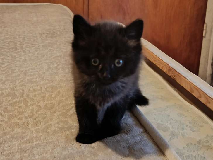 À la recherche d'un foyer, chatonne noire