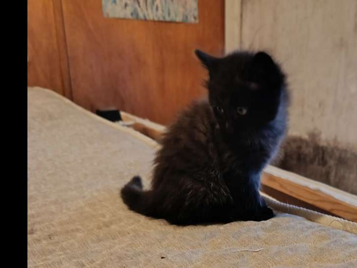 À adopter : chatonne Angora d'un mois