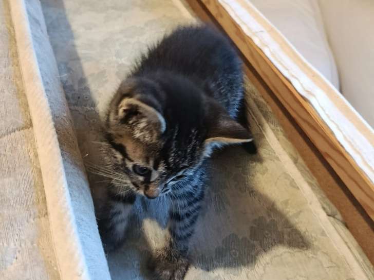 Disponible à l'adoption : chaton femelle tigré gris